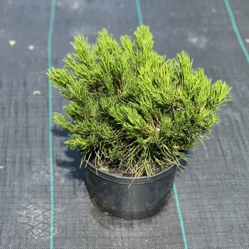 Pinus Mugo, Borovica horská ´MOPS´ kont. C5L, výška: 20-30 cm (-45°C)